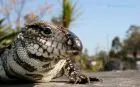 Outdoor activities Alternatus Uruguay - Criadero de reptiles Piriapolis
