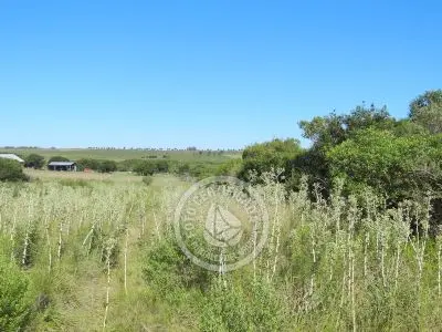 Terrenos Postales del Pittamiglio Las Flores