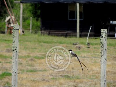 Terrenos Postales del Pittamiglio Las Flores