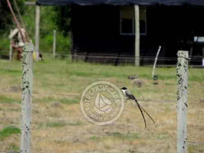 Terrenos Postales del Pittamiglio Las Flores