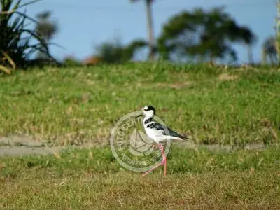 Paseos y Actividades  Bosque de Ombúes - Rincón de los Olivera Rocha