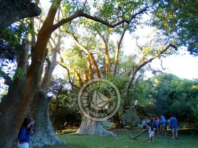 Paseos y Actividades  Bosque de Ombúes - Rincón de los Olivera Rocha