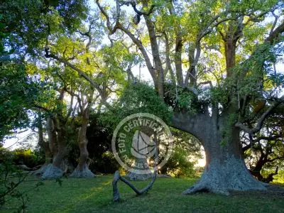 Paseos y Actividades  Bosque de Ombúes - Rincón de los Olivera Rocha