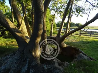 Paseos y Actividades  Bosque de Ombúes - Rincón de los Olivera Rocha