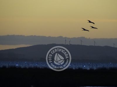 Paseos y Actividades  Bosque de Ombúes - Rincón de los Olivera Rocha