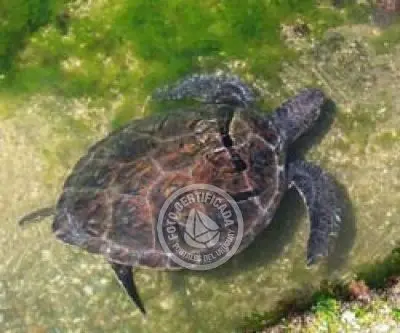 Centro de Tortugas Marinas del Uruguay