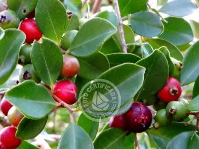 Paseos y Actividades Parque Santa Teresa Parque Santa Teresa