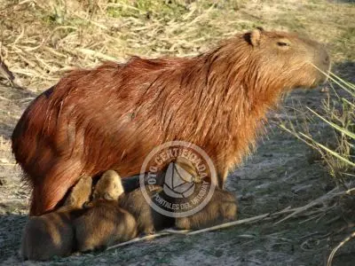 Paseos y Actividades Parque Santa Teresa Parque Santa Teresa