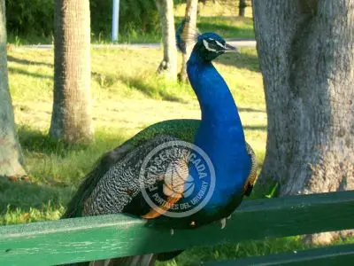 Paseos y Actividades Parque Santa Teresa Parque Santa Teresa