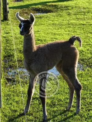 Paseos y Actividades Parque Santa Teresa Parque Santa Teresa