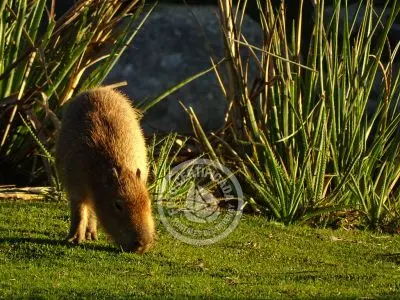 Paseos y Actividades Parque Santa Teresa Parque Santa Teresa