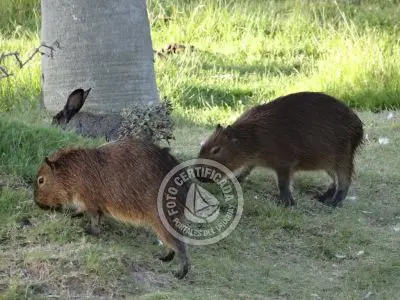 Paseos y Actividades Parque Santa Teresa Parque Santa Teresa