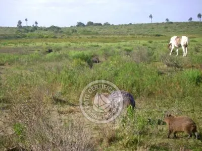Passeio e Atividades Potrerillo de Santa Teresa Parque Santa Teresa
