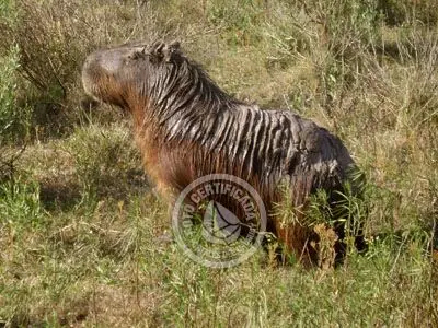 Potrerillo de Santa Teresa