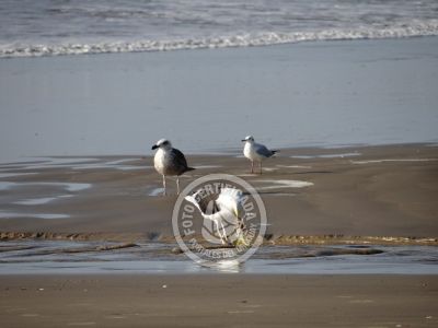 La columna de María José ¡La mesa esta servida! Aguas Dulces