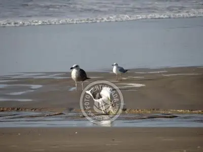 Column of María José ¡La mesa esta servida! Aguas Dulces