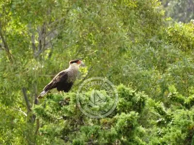 Paseos y Actividades Reserva de Fauna y Parque Cerro Pan de Azúcar Piriápolis