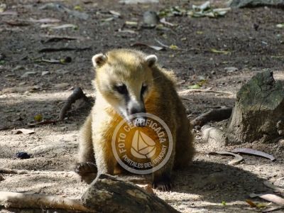 Outdoor activities Reserva de Fauna y Parque Cerro Pan de Azúcar Piriapolis