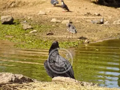 Paseos y Actividades Reserva de Fauna y Parque Cerro Pan de Azúcar Piriápolis