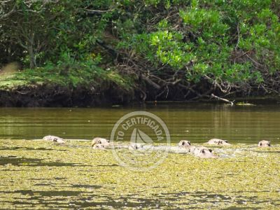 Outdoor activities Reserva de Fauna y Parque Cerro Pan de Azúcar Piriapolis