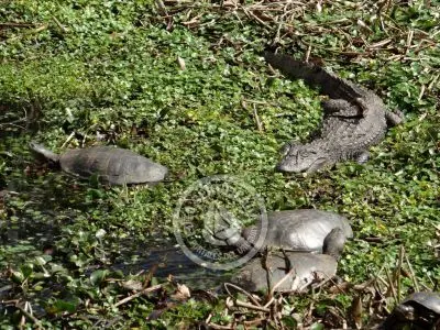 Paseos y Actividades Reserva de Fauna y Parque Cerro Pan de Azúcar Piriápolis