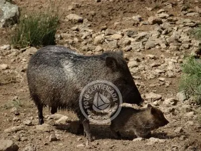 Paseos y Actividades Reserva de Fauna y Parque Cerro Pan de Azúcar Piriápolis