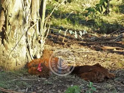 Country Inn Oriente Serrano - Barbacoa Villa Serrana