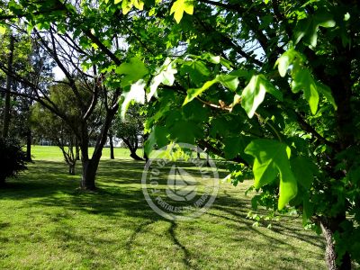 Las Martinas - Doble I - Colonia