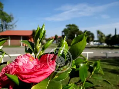 Las Martinas - Doble I - Colonia