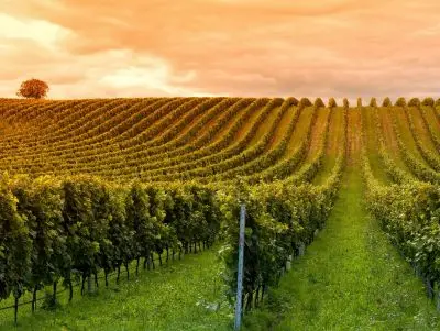 Tip Bodegas en Carmelo: La ruta del vino Carmelo