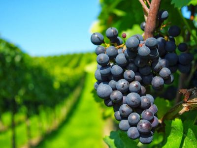 Tip Bodegas en Carmelo: La ruta del vino Carmelo