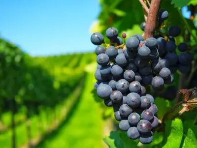 Tip Bodegas en Carmelo: La ruta del vino Carmelo