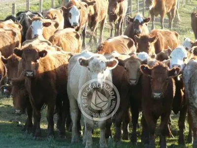 Passeio e Atividades Camino del Indio Rocha