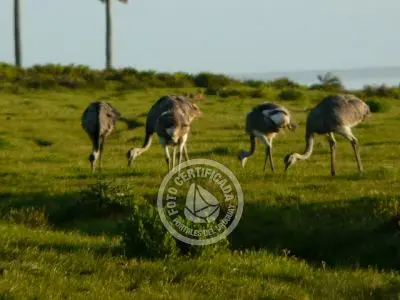 Passeio e Atividades Camino del Indio Rocha
