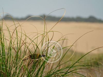 Rancho Naranja - Cabo Polonio