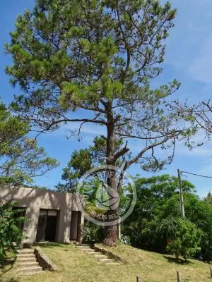 Casa Miraverde Punta Colorada