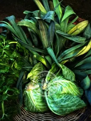 Restaurants - Food La Mia Cucina Restó...  del Octógono Villa Serrana