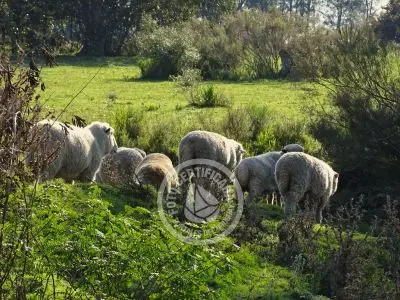 Casa Chacra Milena Piriápolis