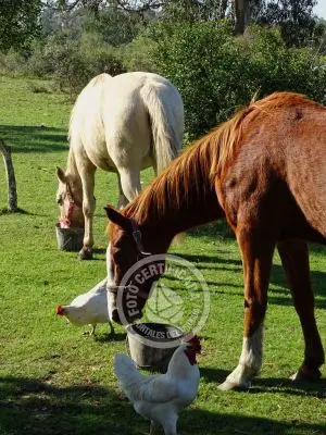 Casa Chacra Milena Piriápolis