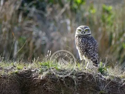 House Eco Casa Container - Atlántica Atlántica
