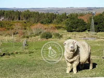 El Portal de los Ombúes - Lavalleja