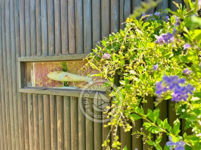 Villa Zanja Honda La Paloma