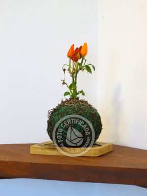 Paraiso del Diablo - Sotavento - Punta del Diablo