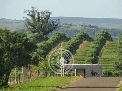 Don Alejandro - Aceite de Oliva - Sierras del Penitente