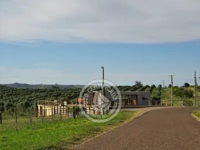 Don Alejandro - Aceite de Oliva - Sierras del Penitente