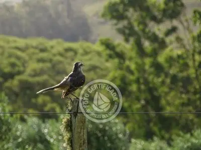 Don Alejandro - Aceite de Oliva - Sierras del Penitente