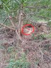 Lotes Terreno en La Esmeralda M325 S8 amojonado y al día La Esmeralda