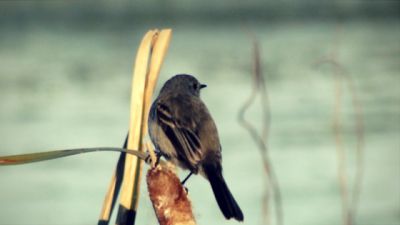 Passeio e Atividades Laguna de Castillos: la diversa Rocha