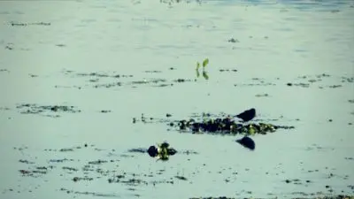 Paseos y Actividades Laguna de Castillos: la diversa Rocha