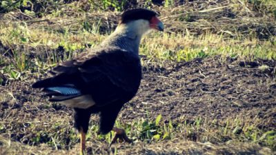 Paseos y Actividades Barra del Chuy: fauna marina y aves Rocha